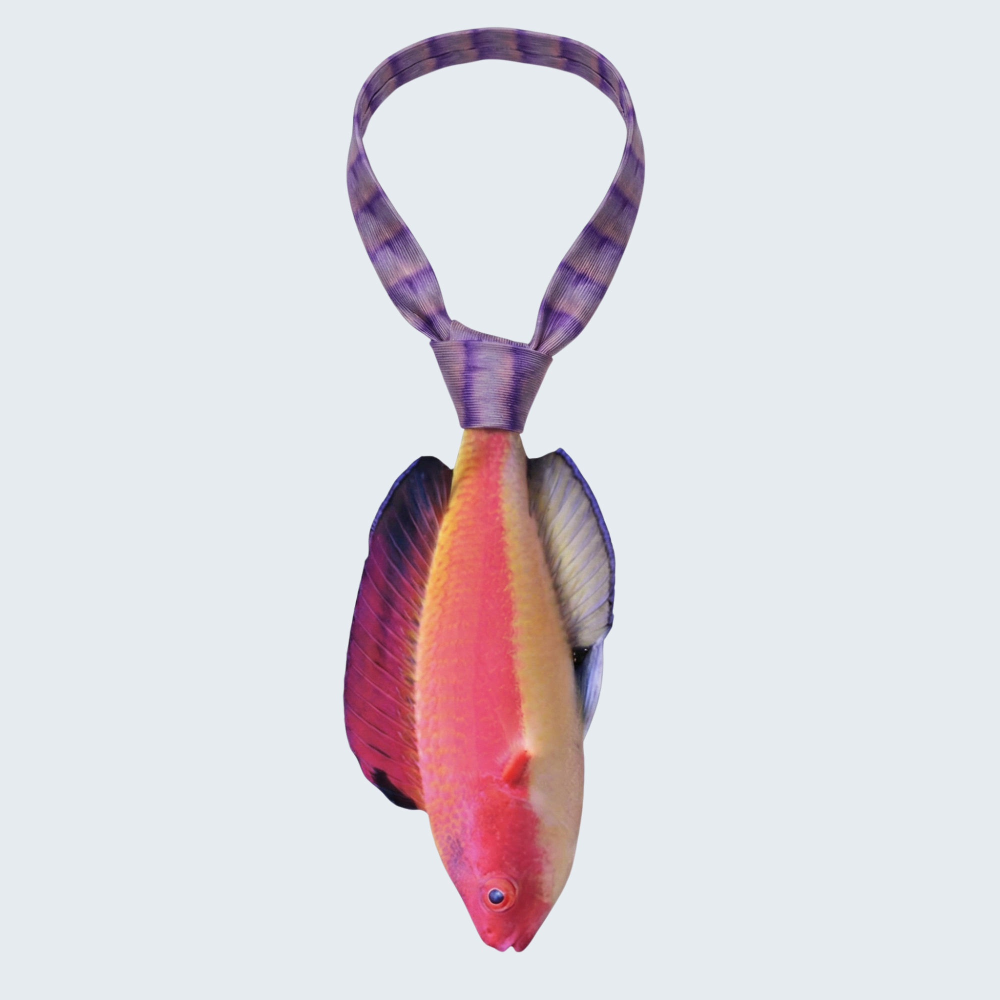 EdwardTrend© Hooded Flame Fairy Wrasse