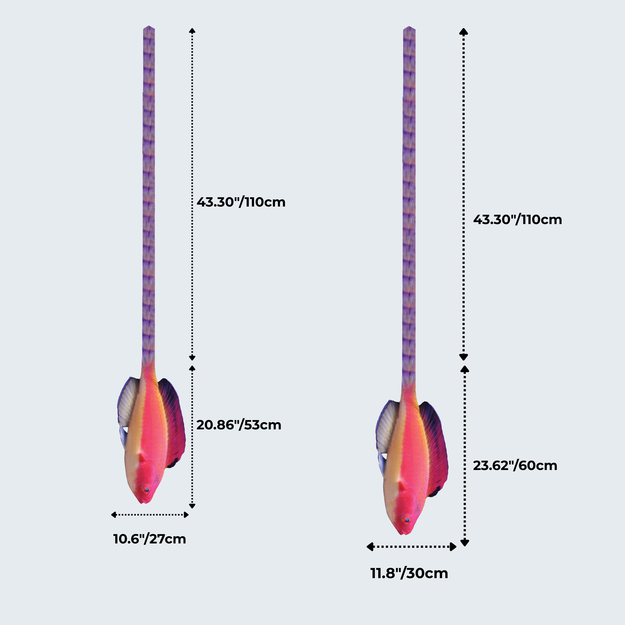 EdwardTrend© Hooded Flame Fairy Wrasse