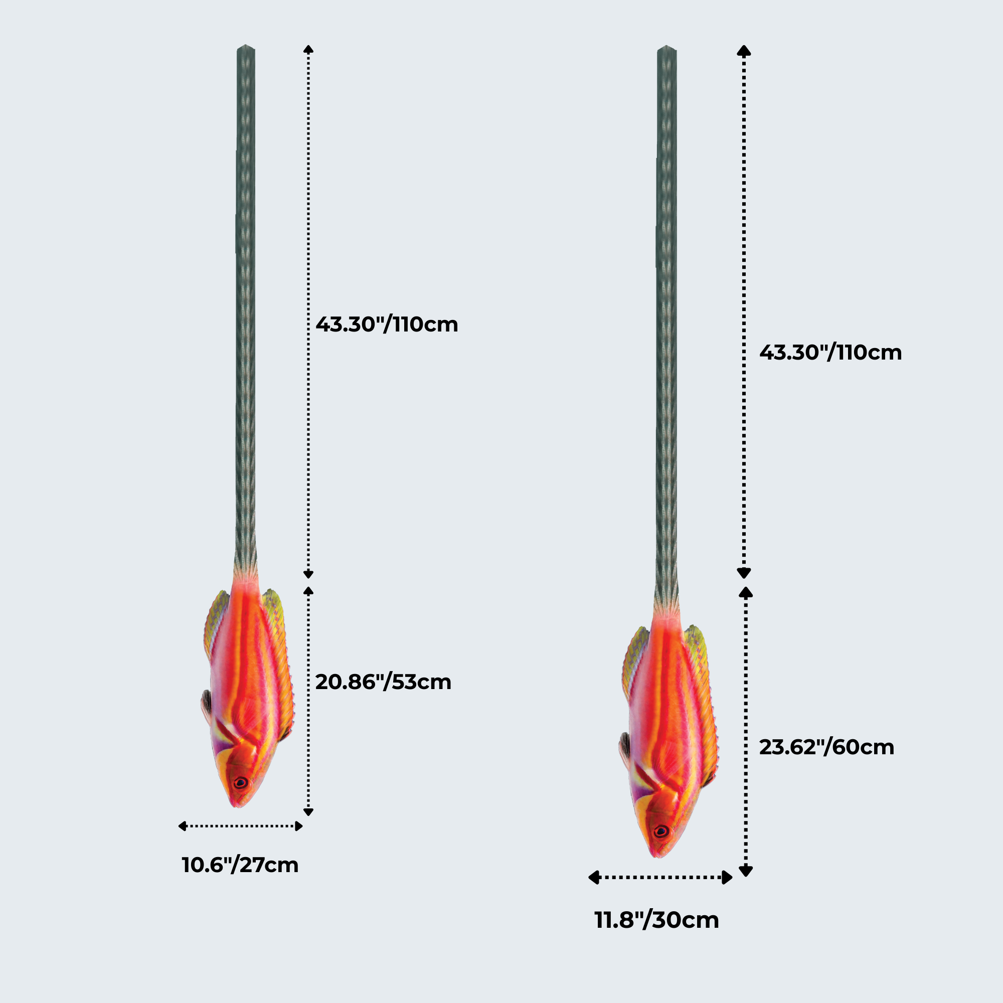 EdwardTrend© Laboute's Fairy Wrasse