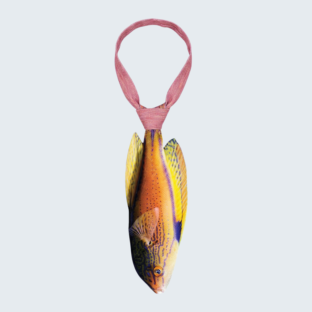 EdwardTrend© Lineatus Fairy Wrasse