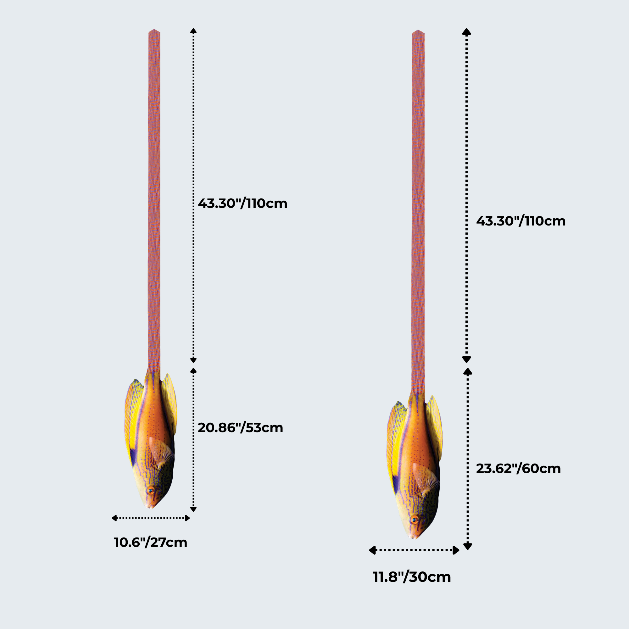 EdwardTrend© Lineatus Fairy Wrasse
