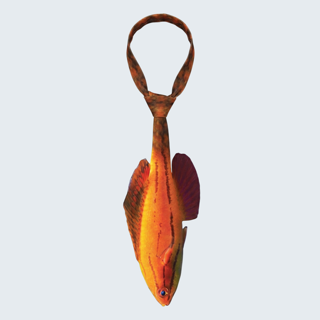 EdwardTrend© McCosker's Flasher Wrasse