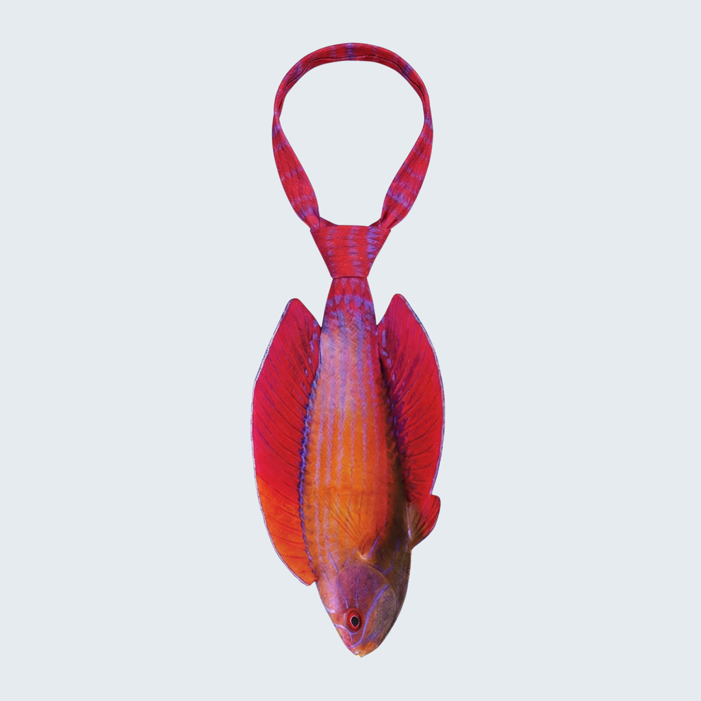 EdwardTrend© Red Sea Eightline Flasher Wrasse