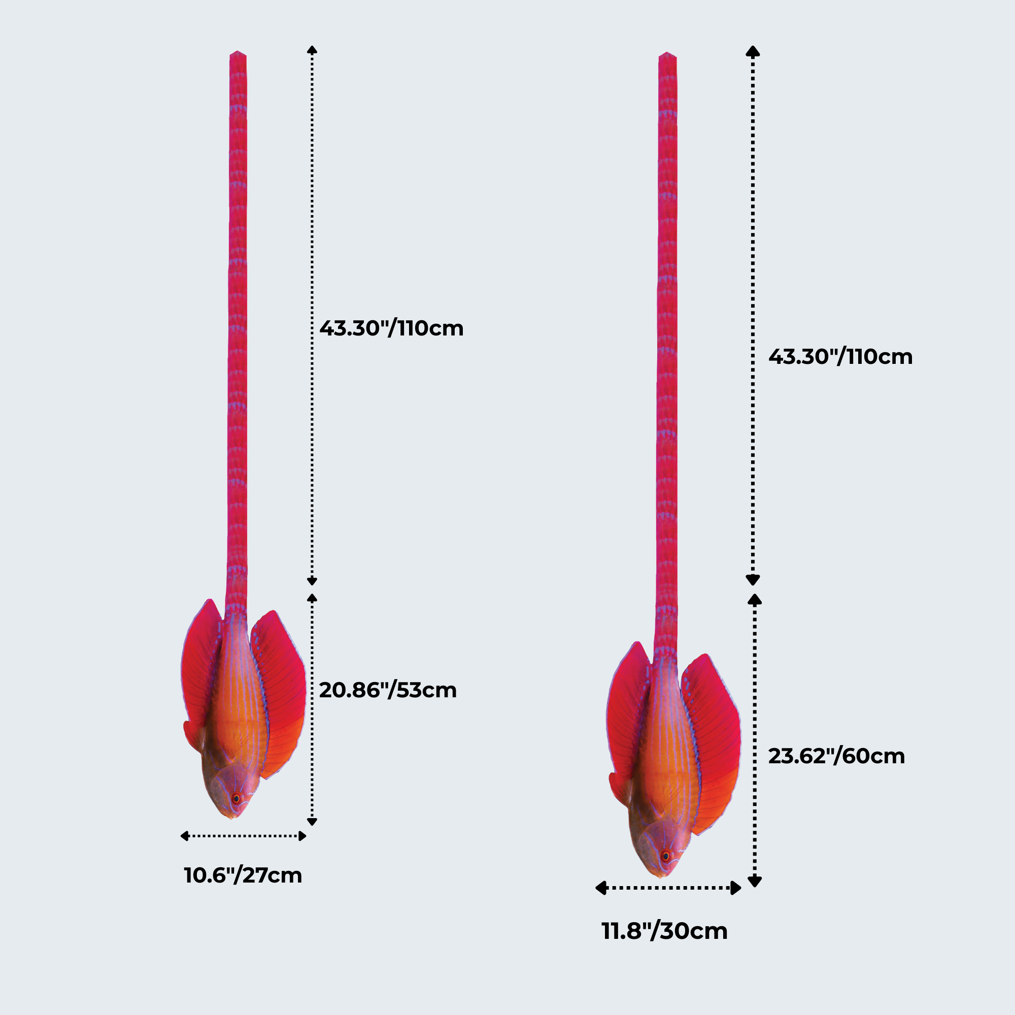EdwardTrend© Red Sea Eightline Flasher Wrasse