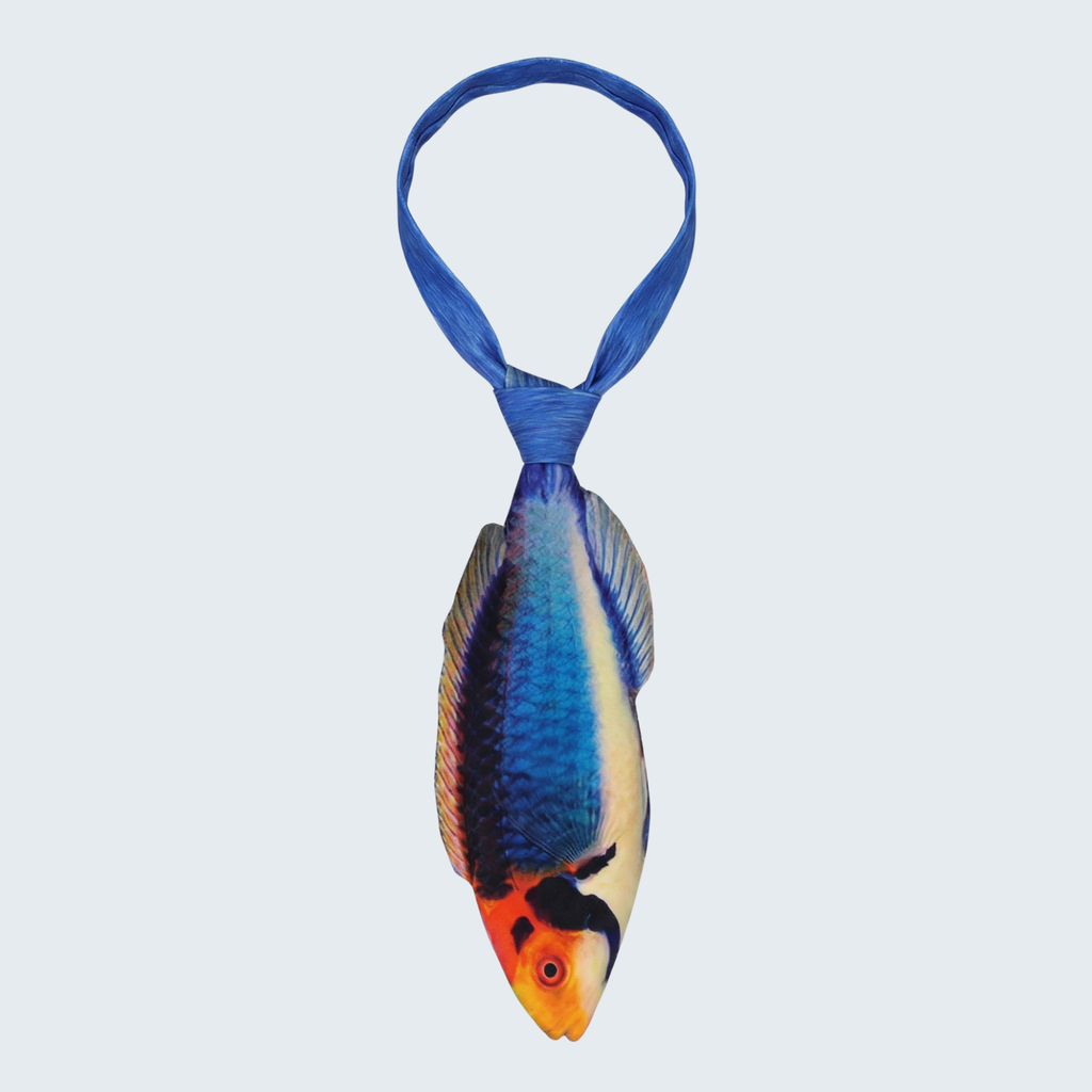 EdwardTrend© Solar Fairy Wrasse