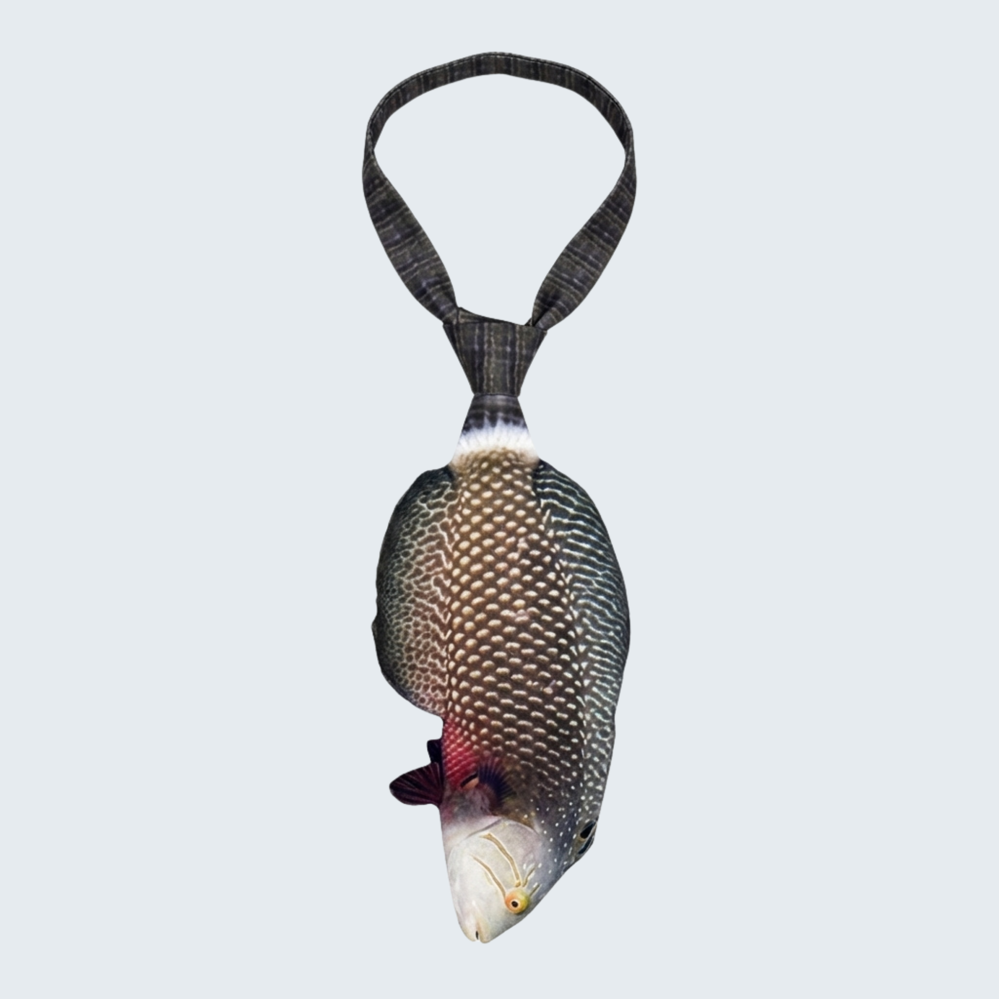 EdwardTrend© Dragon Wrasse