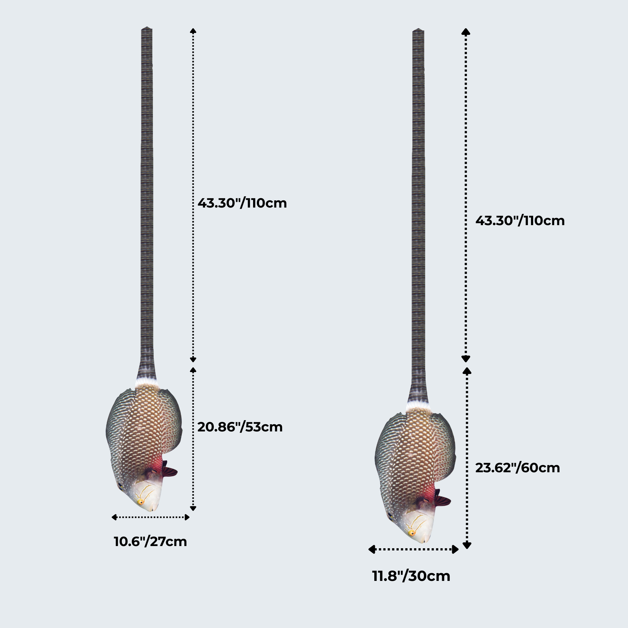 EdwardTrend© Dragon Wrasse