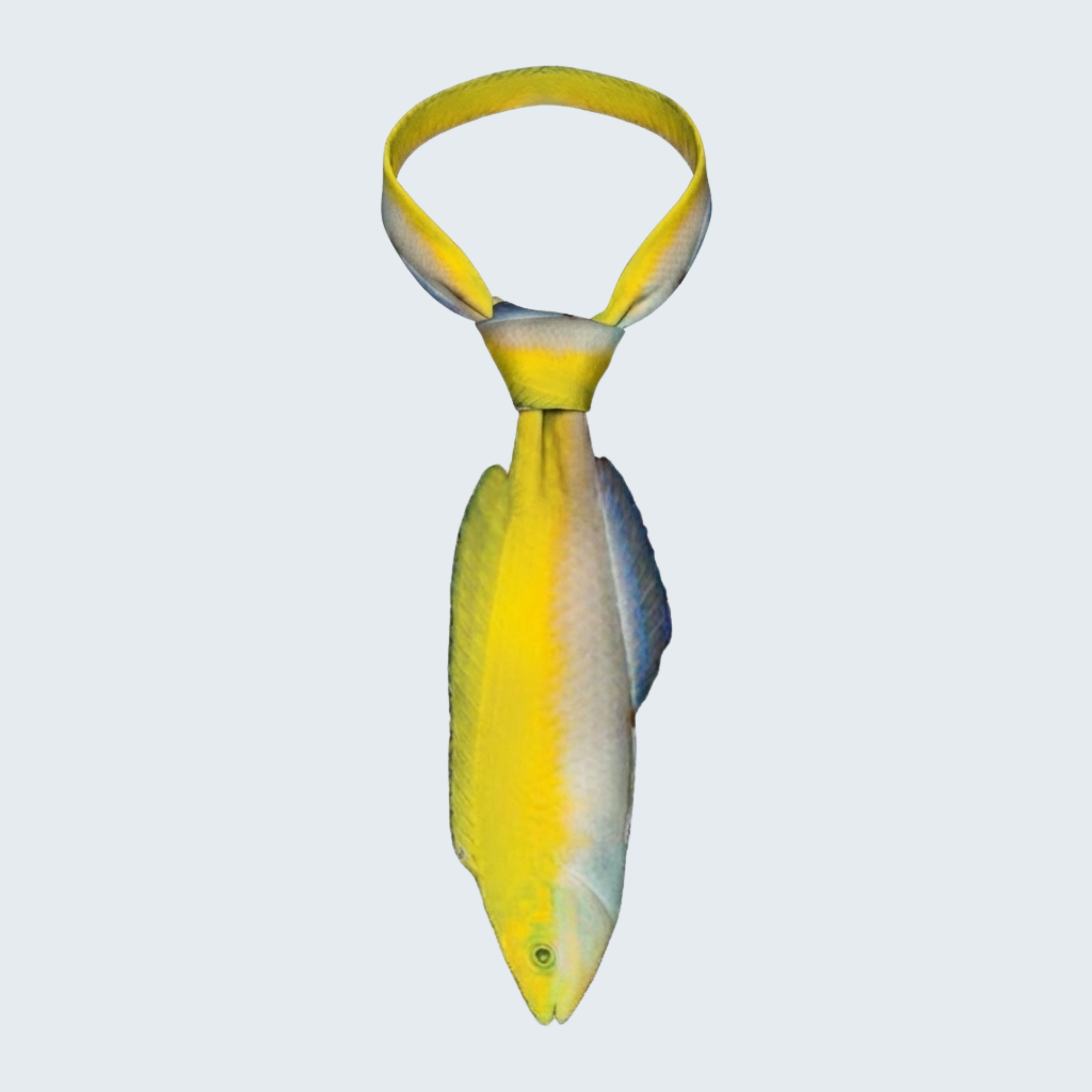 EdwardTrend© Yellow Coris Wrasse