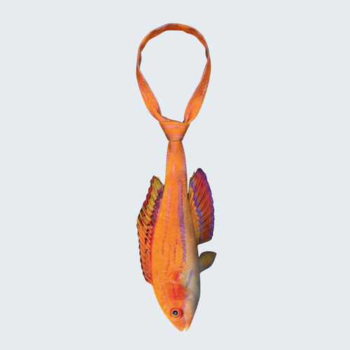 EdwardTrend© Carpenter's Flasher Wrasse